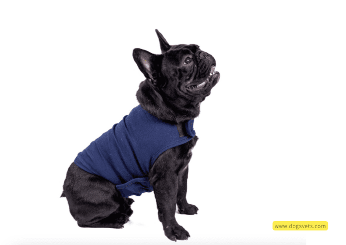 Separation Anxiety in French Bulldogs: Vet Tips